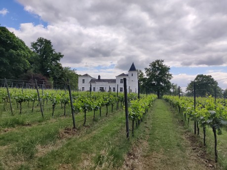 Uitstap naar wijndomein Haksbergen in Tielt met wijnproeverij